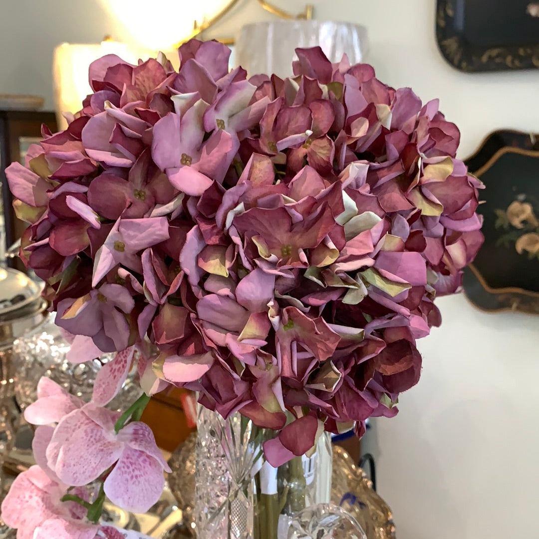 Medium Hydrangea