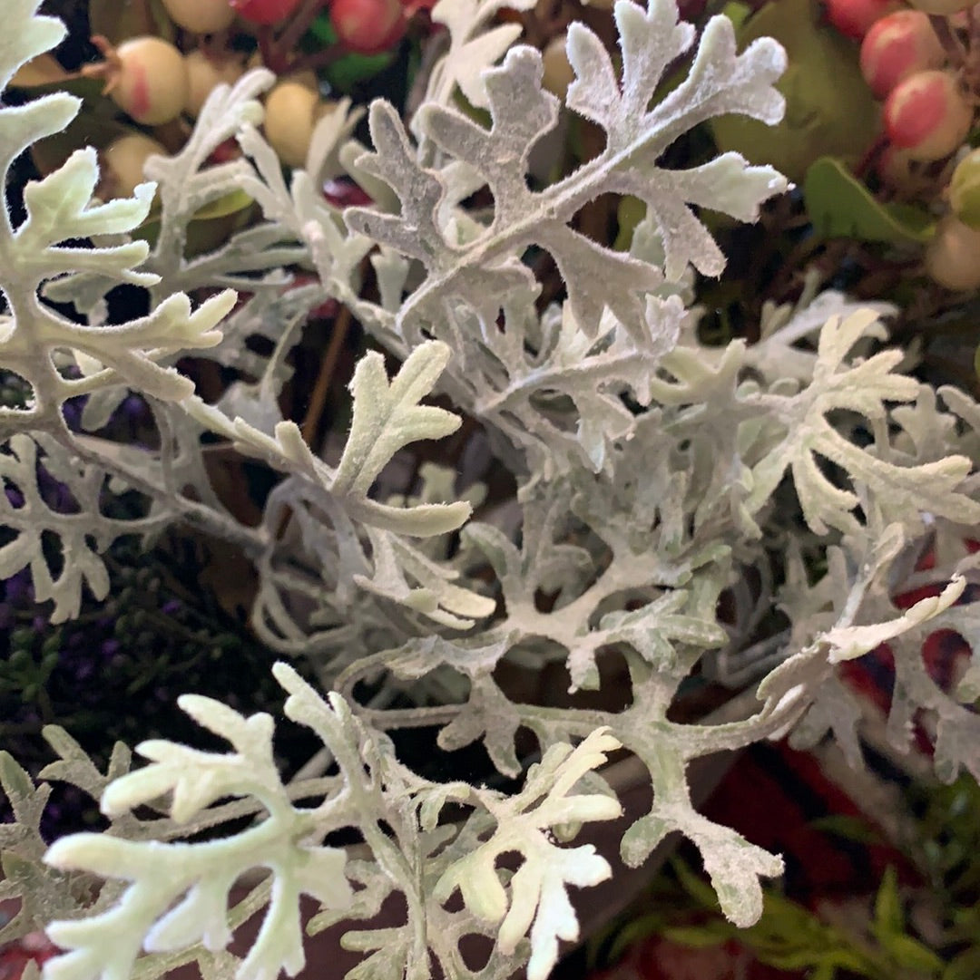 Small Dusty Miller