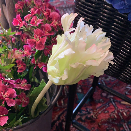 Cream Parrot Tulip